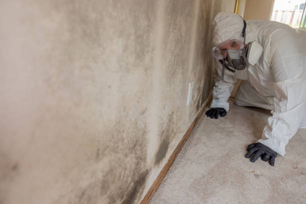 Mold Remediation for Vacation Homes in Kennedy, CA